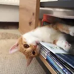 Gornicza W Kowarach Апартаменты *