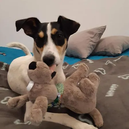 Апартаменты Gornicza W Kowarach Ковары