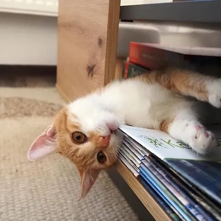 Gornicza W Kowarach Апартаменты *