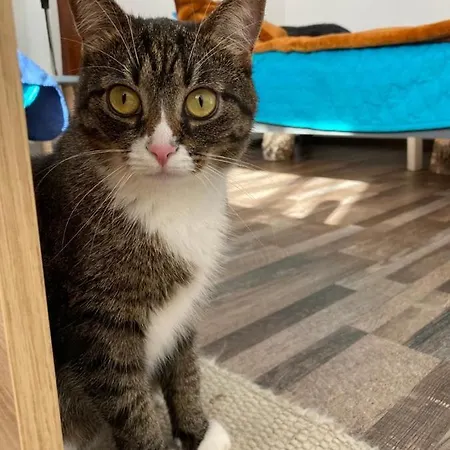 Gornicza W Kowarach Ковары