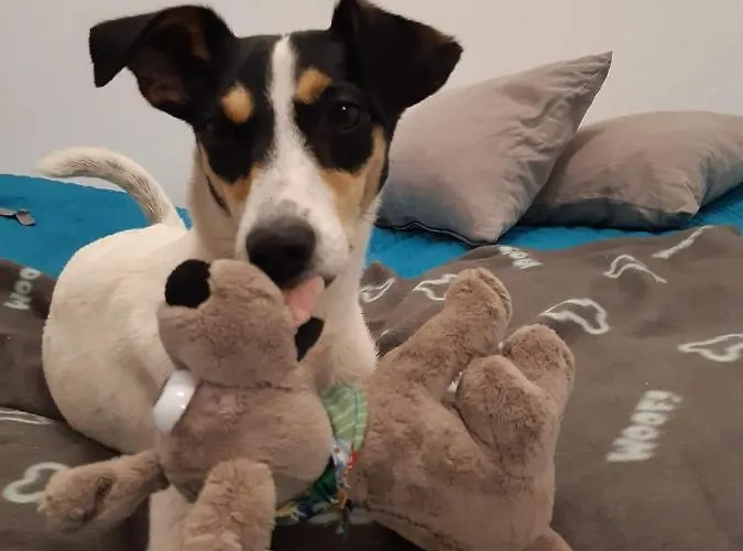 Apartmán Gornicza W Kowarach Kowary