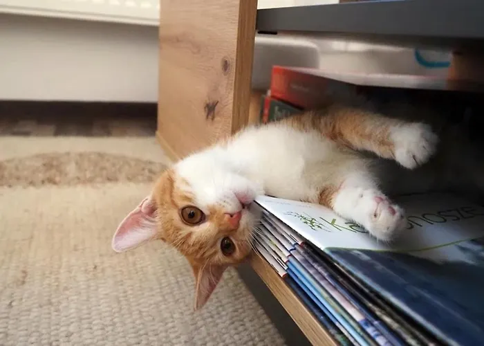 Gornicza W Kowarach Apartment *