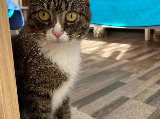 Gornicza W Kowarach Kowary